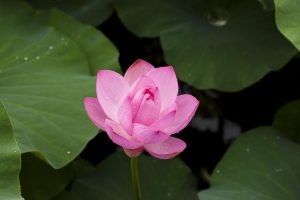 Top 5 Lotus Betting: Tested & Ranked for Indian Players (2026)